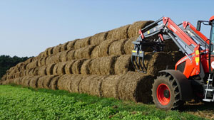 альтернативное название картинки