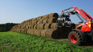 альтернативное название картинки