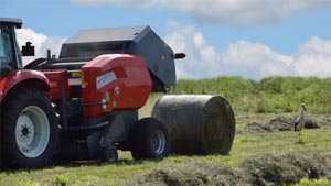 альтернативное название картинки