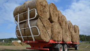 альтернативное название картинки